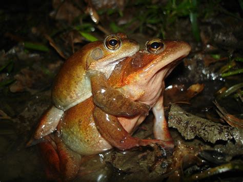 青蛙代表的意義|蛙靈動物：蛙圖騰的意義、象徵與夢想